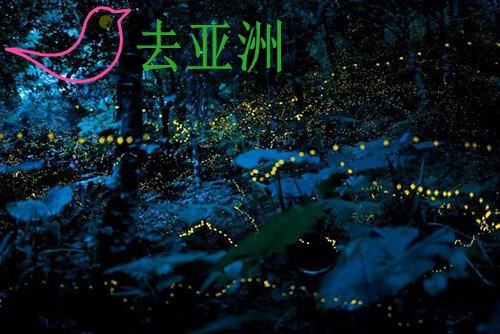 马来西亚雪兰莪州有一条天然“萤光河”，怀着童年记忆去看一次萤火虫