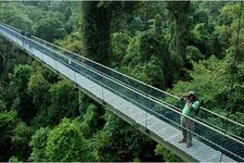 新加坡是世界上仅有的保留有大片原始热带雨林的两个城市之一，这样的美名就来自于武吉知马保护区。保护区离新加坡市中心仅12公里远，占地400亩，拥