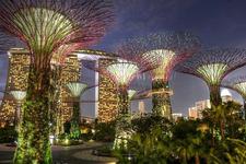 新加坡滨海湾花园里最引人注目的所在，当属巨大的树形结构，它们高度在25米至50米之间，被称之为“超级树”。超级树的树梢有小酒馆，旅行者不仅可以