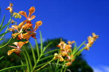 万里胡姬花公园Mandai Orchid Gardens