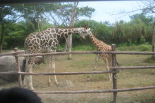巴厘岛野生动物园位于吉安雅，占地40公顷，2007年10月开幕。园区中设有儿童游乐园、玻璃景观餐厅、传统舞蹈表演等，还可搭乘园区专车与动物近距离接