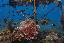 图兰奔是巴厘岛东北的一个海边小镇，誉为全世界最美的50个潜水胜地之一，直接从岸上出发就能下潜，水流平缓，水质清澈，能见度很高，是专业潜水者