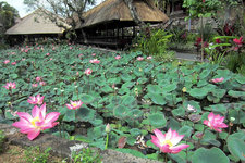 乌布水宫（Saraswati女神庙）可以说是巴厘岛最漂亮的寺庙之一了。寺庙前有一莲花池，池中莲花随风摇曳十分曼妙。Saraswati是智慧和艺术女神，寺庙里有关