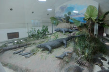 科莫多龙博物馆Museum Fauna Indonesia Komodo