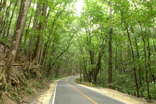 在去巧克力山的路上路过这片人工栽植的树林，树龄约有20年，很好的宣传了环保意识。 到达方式： 包车前往。 开放时间： 全天。 地址： 菲律宾保和省
