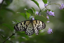 巴拉望蝴蝶园Palawan Butterfly Eco-Garden and Tribal Vil