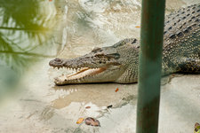 达沃鳄鱼公园Crocodile Park