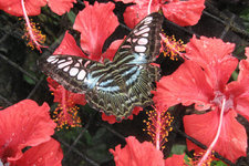 槟城蝴蝶公园Penang Butterfly Farm