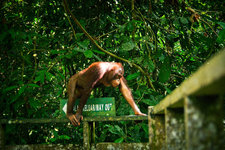 西必洛人猿庇护中心Sepilok Orangutan Rehabilitation C