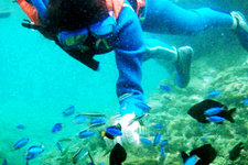巴拉望岛浮潜Snorkelling in Palawan