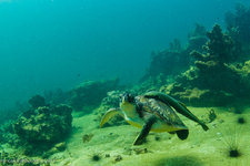 芭堤雅潜水Pattaya Scuba Diving