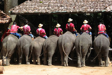 马沙大象营Mae Sa Elephant Camp