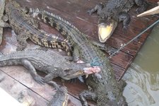 暹粒鳄鱼农场Siem Reap Crocodile Farm