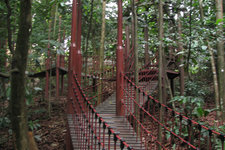 咖啡山森林保护公园Bukit Nanas Forest Reserve