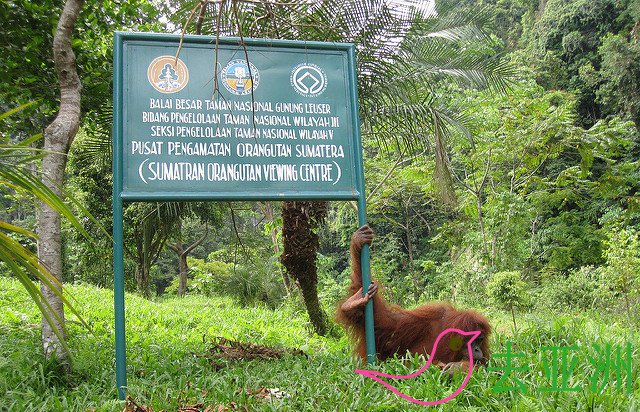 武吉Lawang是世界上可以滿足珍稀瀕危的靈長類動物的最佳地方