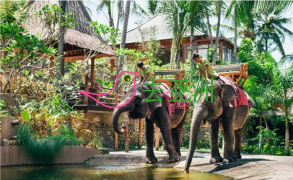 龍目島大象公園：性情溫順之動物的新避難所