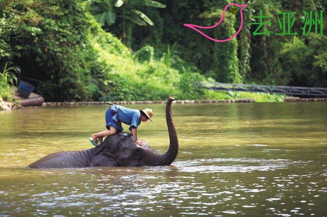 Thai Elephant Conservation Center 大象训练营