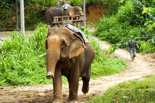 Ban Kwan大象营Ban Kwan Elephant Camp